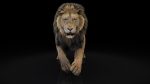 Wolf 3D Model Online | Buy Animal 3D Model Online