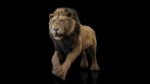 Lion 3D Model Online | Buy Animal 3D Model Online