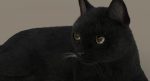 Black Cat 3D Model Online | Animal 3D Model Online