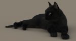 Black Cat 3D Model Online | Animal 3D Model Online