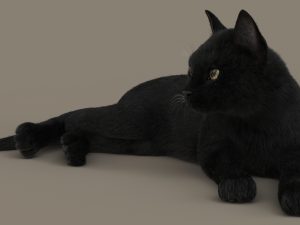 Black Cat 3D Model Online | Animal 3D Model Online