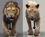 Black Cat 3D Model Online | Animal 3D Model Online