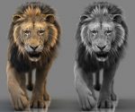 Lion 3D Model Online | Animal 3D Model Online