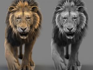 Lion 3D Model Online | Animal 3D Model Online