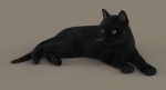 Black Cat 3D Model Online | Animal 3D Model Online