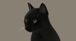Black Cat 3D Model Online | Animal 3D Model Online