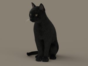 Cat 3D Model Online | Animal 3D Model Online