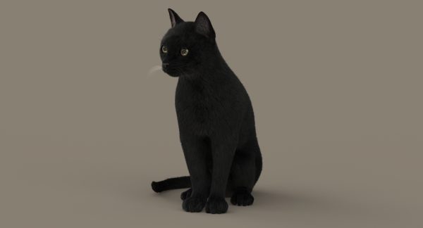 Cat 3D Model Online | Animal 3D Model Online