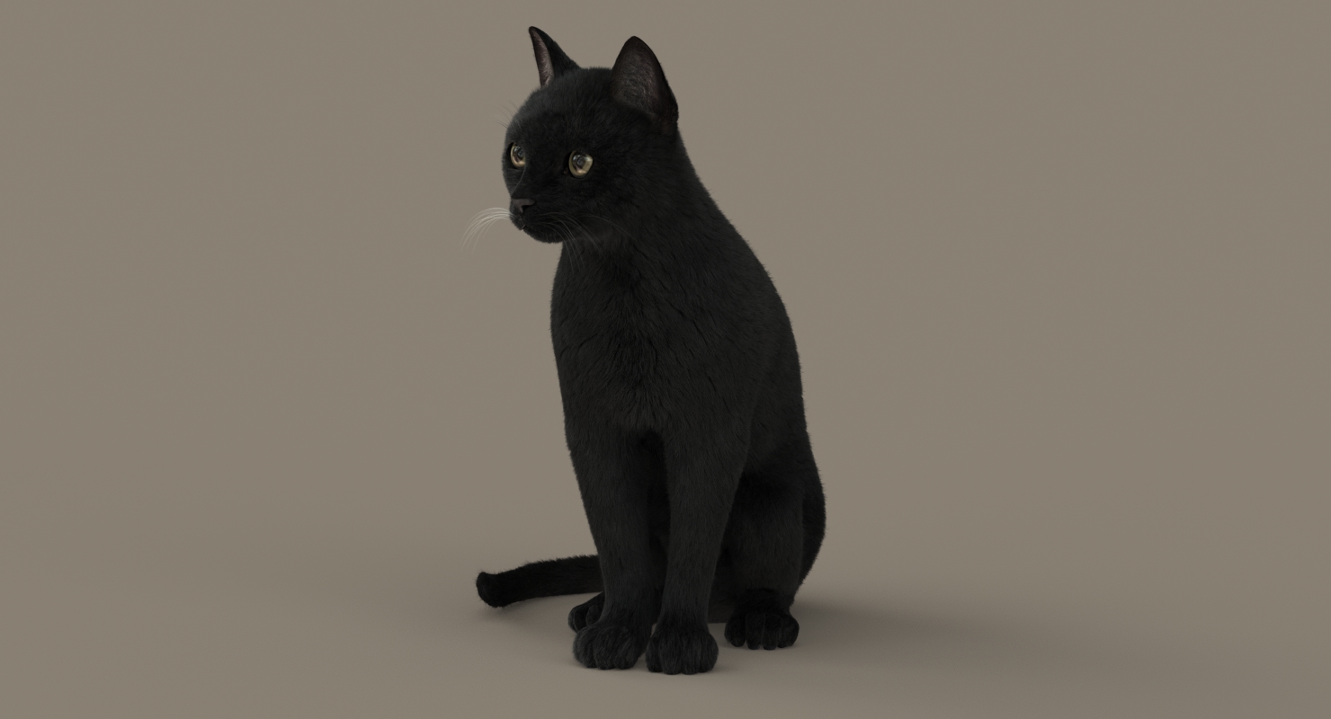 Cat 3D Model Online | Animal 3D Model Online