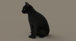 Black Cat 3D Model Online | Animal 3D Model Online