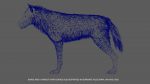 Wolf 3D Model Online | Animal 3D Model Online