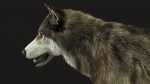 Wolf 3D Model Online | Animal 3D Model Online