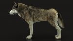 Wolf 3D Model Online | Animal 3D Model Online