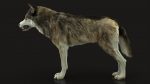 Wolf 3D Model Online | Animal 3D Model Online