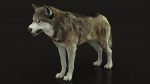 Wolf 3D Model Online | Animal 3D Model Online