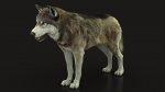 Wolf 3D Model Online | Animal 3D Model Online