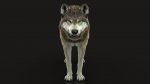 Wolf 3D Model Online | Animal 3D Model Online