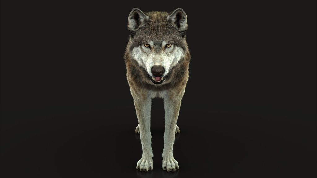 Buy Wolf (2) (FUR) (ANIMATED) 3D Models Online | Massimo Righi