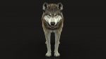 Wolf 3D Model Online | Animal 3D Model Online