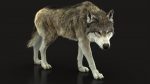 Wolf 3D Model Online | Animal 3D Model Online