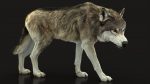 Wolf 3D Model Online | Animal 3D Model Online