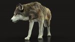 Wolf 3D Model Online | Animal 3D Model Online