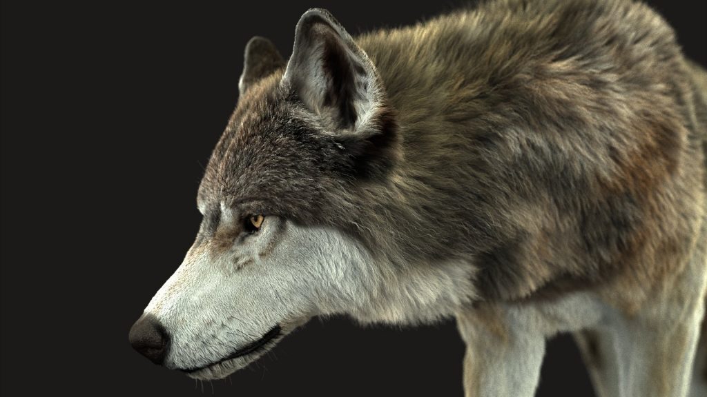 Buy Wolf (2) (FUR) (ANIMATED) 3D Models Online | Massimo Righi