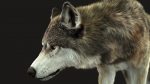 Wolf 3D Model Online | Animal 3D Model Online