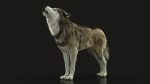 Wolf 3D Model Online | Animal 3D Model Online