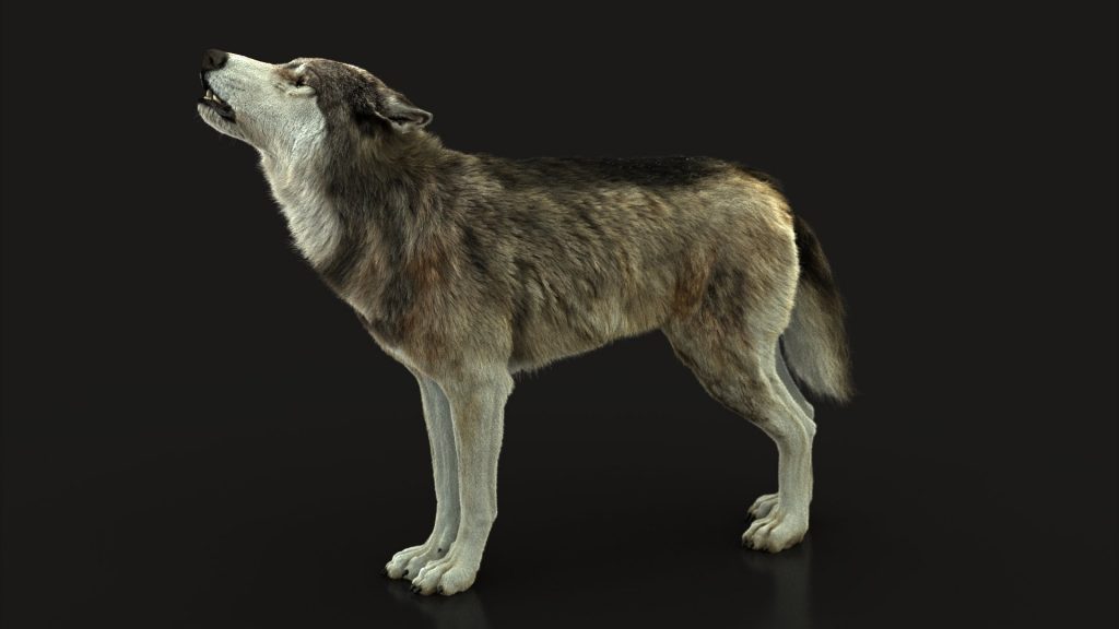 Buy Wolf (2) (FUR) (RIGGED) 3D Models Online | Massimo Righi