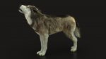 Wolf 3D Model Online | Animal 3D Model Online