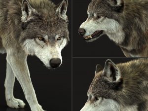 Wolf 3D Model Online | Animal 3D Model Online