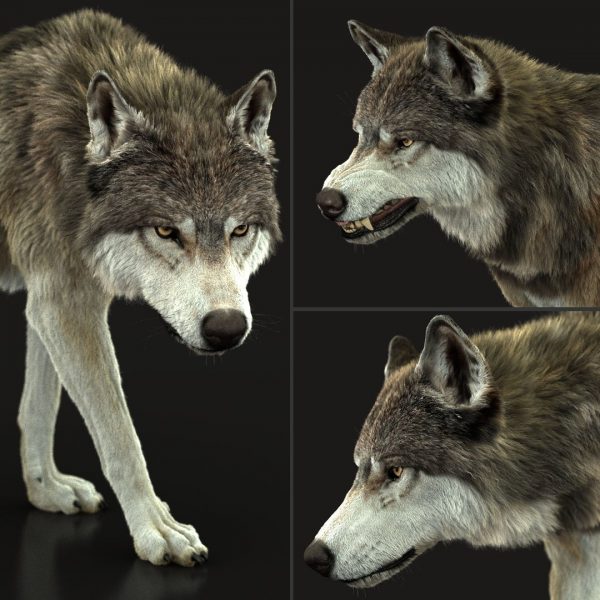 Wolf 3D Model Online | Animal 3D Model Online
