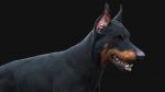 Dobermann 3D Model Online | Animal 3D Model Online