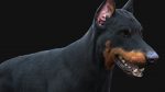 Dobermann 3D Model Online | Animal 3D Model Online