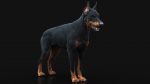 Dobermann 3D Model Online | Animal 3D Model Online