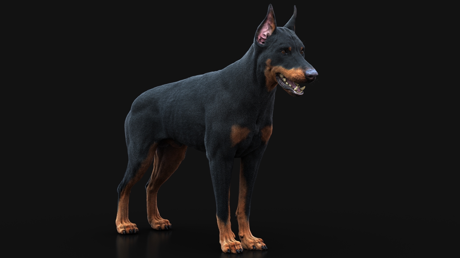 Buy Dobermann (FUR) 3D Models Online | Massimo Righi