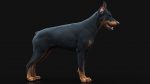 Dobermann 3D Model Online | Animal 3D Model Online