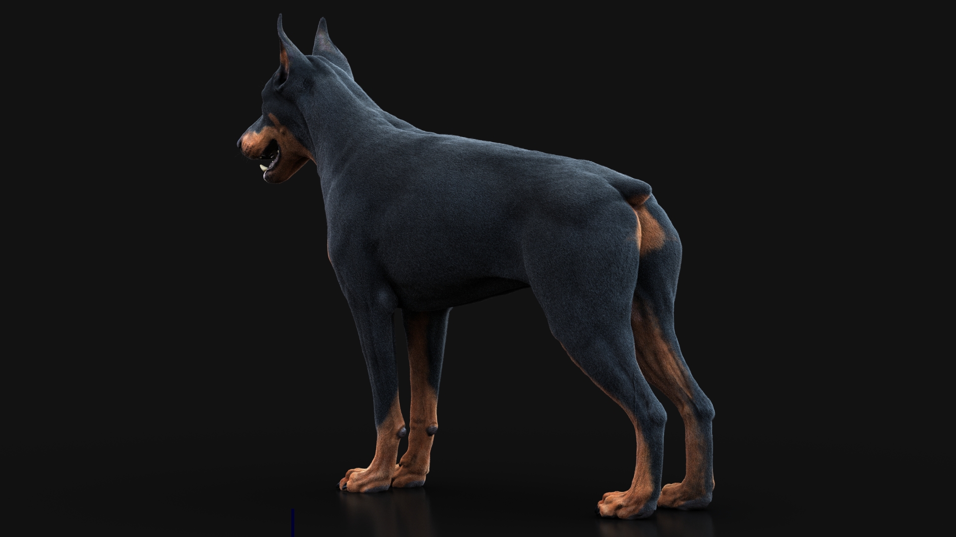 Buy Dobermann (FUR) (RIGGED) 3D Models Online | Massimo Righi