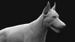 Dobermann 3D Model Online | Animal 3D Model Online