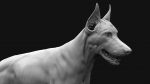 Dobermann 3D Model Online | Animal 3D Model Online