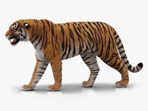 Bengal Tiger 3D Model Online | Animal 3D Model Online