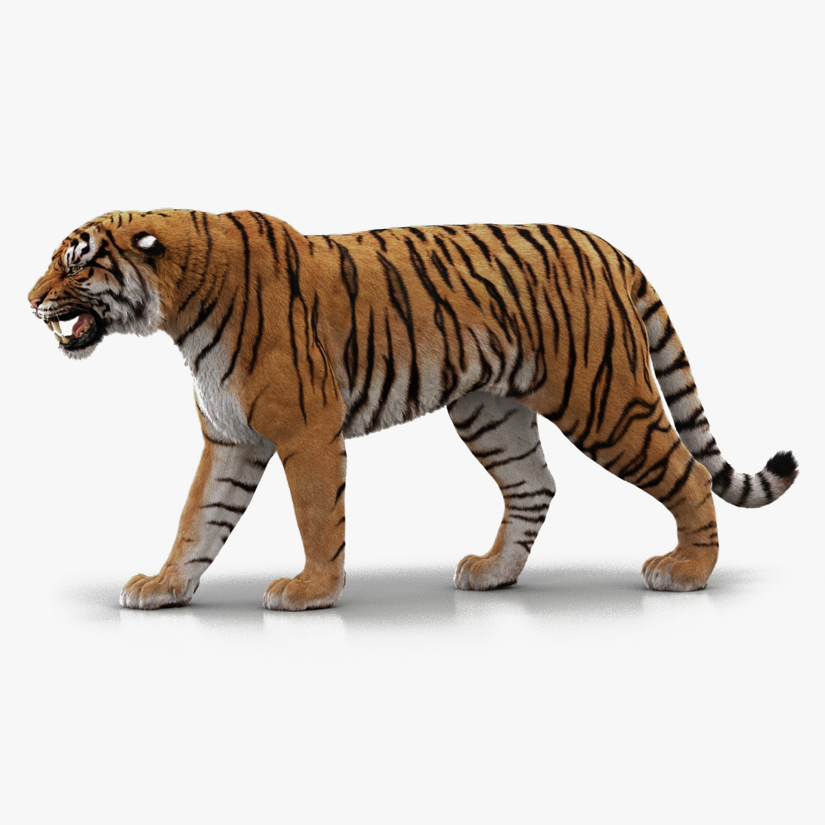 Animated Bengal tiger 3D model