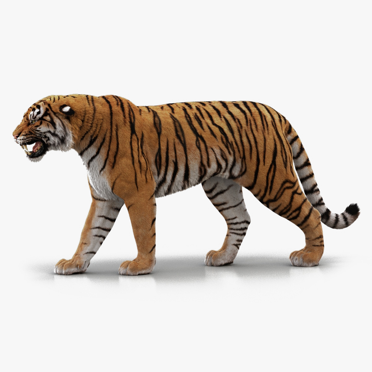 Bengal Tiger (FUR) (RIGGED)