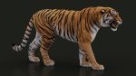 Bengal Tiger 3D Model Online | Animal 3D Model Online