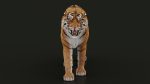 Bengal Tiger 3D Model Online | Animal 3D Model Online