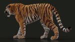 Bengal Tiger 3D Model Online | Animal 3D Model Online