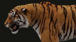 Bengal Tiger 3D Model Online | Animal 3D Model Online