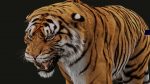 Bengal Tiger 3D Model Online | Animal 3D Model Online