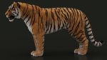 Bengal Tiger 3D Model Online | Animal 3D Model Online